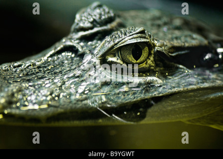 (Caiman crocodilus yacare) Banque D'Images