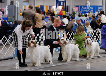 Clumber Spaniels étant représenté dans le Ring d'exposition à l'exposition canine de Louisville à Louisville Kentucky Banque D'Images