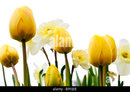 Les tulipes et les jonquilles isolé sur fond blanc floral border Banque D'Images