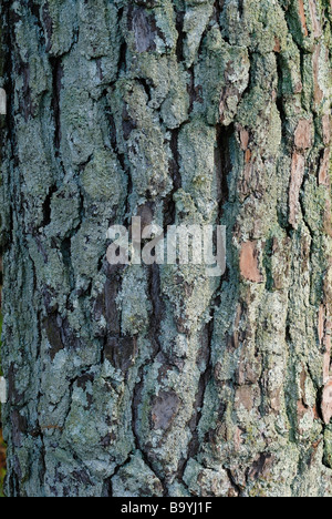 L'écorce de pin avec les lichens poussant sur le côté nord d'un arbre de pin jaune Banque D'Images