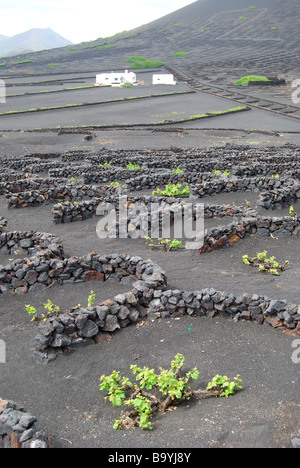 Les vignes de plus en plus sol volcanique, vallée de la Geria, Lanzarote, îles Canaries, Espagne Banque D'Images