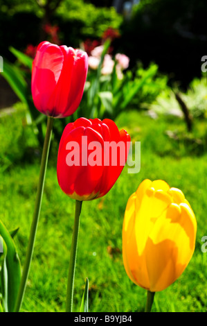 Tulipes en fleurs lumineuses croissant dans le jardin de printemps Banque D'Images