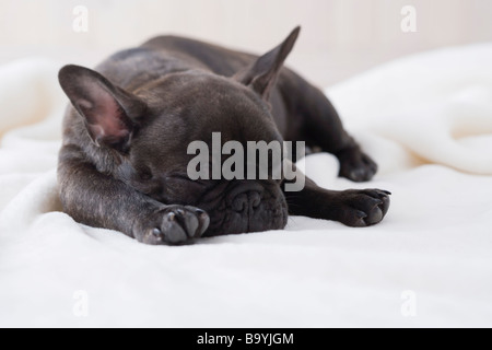 Bouledogue français dort sur une couverture Banque D'Images