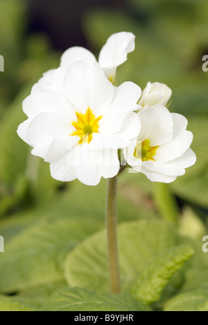 PRIMULA POLYANTHUS BLANC CRESCENDO Banque D'Images