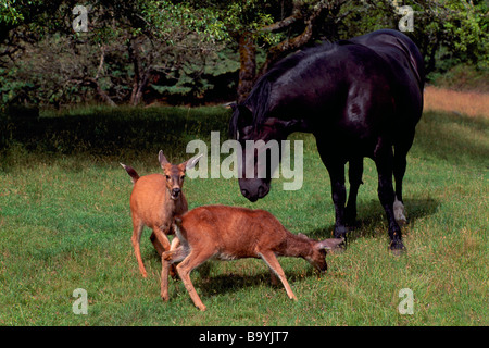 Deux cerfs sauvages (Black-Tailed Blacktail Deer) (Odocoileus hemionus columbianus) et un cheval noir dans un champ Banque D'Images