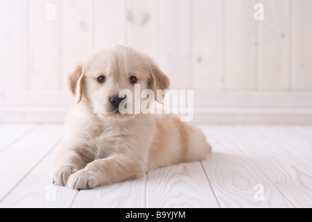 Golden retriever couché Banque D'Images