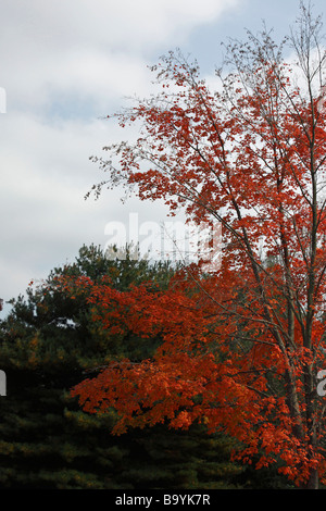 Automne beau paysage avec des feuilles rouges sur l'arbre et ciel bleu avec des nuages dans le Michigan USA photographie US saison d'automne personne verticale haute résolution Banque D'Images