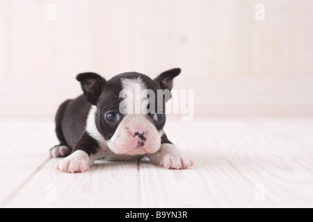 Boston terrier couché Banque D'Images