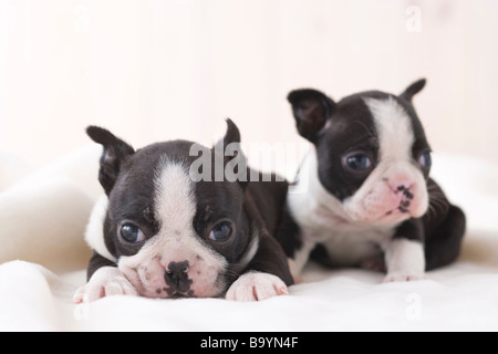 Deux boston terrier couché Banque D'Images