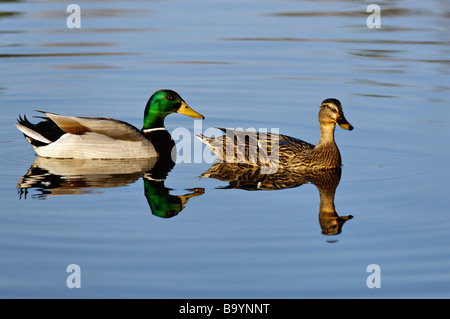 Canard colvert Natation masculine et féminine avec réflexion Banque D'Images