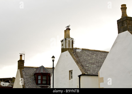 Mouette solitaire debout sur une cheminée sur une maison blanche à Findochty, Ecosse Banque D'Images