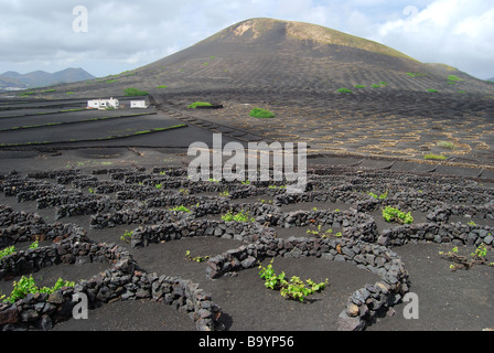 Les vignes de plus en plus sol volcanique, vallée de la Geria, Lanzarote, îles Canaries, Espagne Banque D'Images