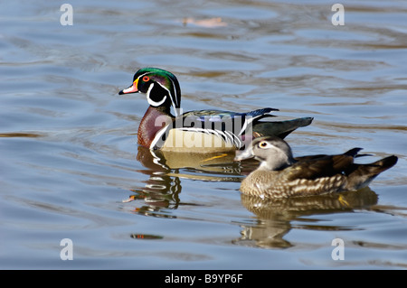 Canard branchu mâle et femelle Aix sponsa natation sur le lac dans le sud de l'Indiana Banque D'Images