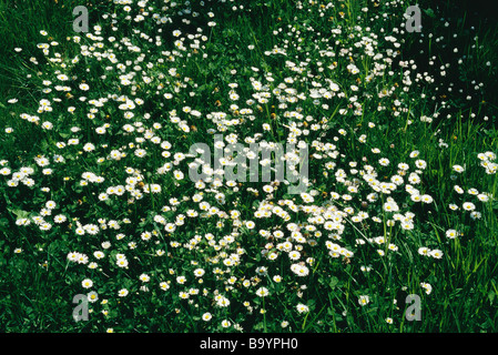 Fleurs sauvages, daisy fleabane, growing in field Banque D'Images