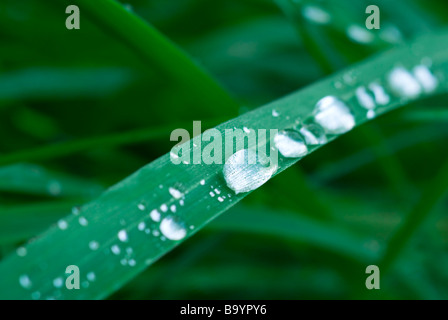 Gouttes d'eau sur l'herbe profondeur de champ à un RGB Banque D'Images