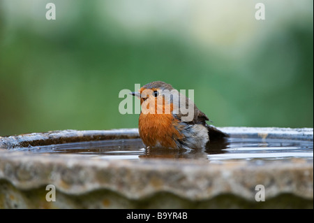 Robin le lavage dans un jardin anglais à lunettes Banque D'Images