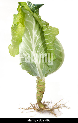Fait chou (Brassica oleracea var. capitata f. acuta), plante avec feuilles et racines, studio photo Banque D'Images