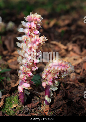 Toothwort Lathraea squamaria commun croissant sur Downe Bank. Kent, England, UK. Banque D'Images