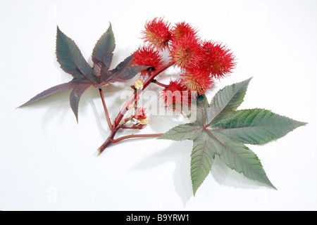 Le ricin (Ricinus communis), feuilles, fleurs et fruits, studio photo Banque D'Images