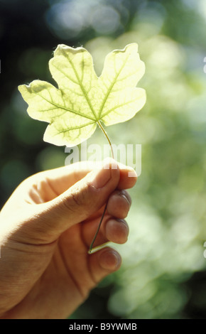 Hand holding leaf jusqu'au soleil Banque D'Images