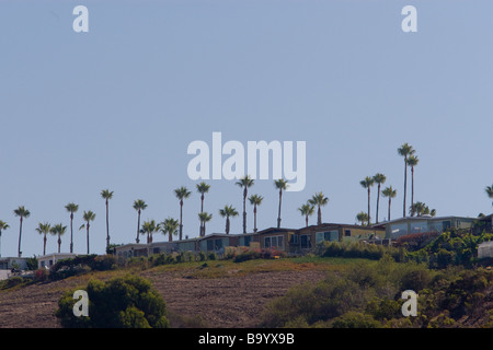 Palmiers sur une colline dans le sud de la Californie Banque D'Images