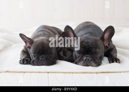 Deux bouledogue français dort sur une couverture Banque D'Images