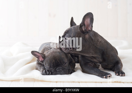 Deux bouledogue français se blottir sur une couverture Banque D'Images