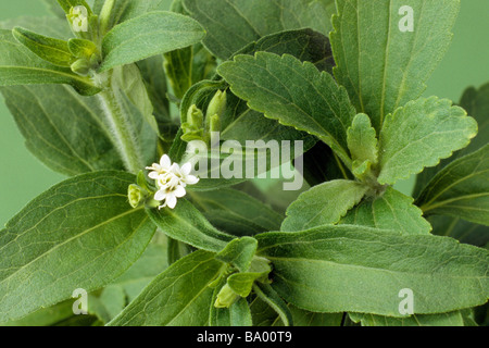 Sweet Leaf du Paraguay (Stevia rebaudiana), la floraison Banque D'Images