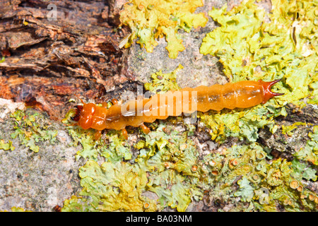 Cardinal Beetle à tête noire, Pyrochroa coccinea. Larve sur lichen couvert de bois en décomposition Banque D'Images