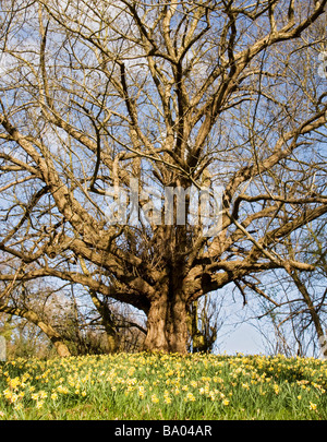 La floraison des fleurs dans les bois, Essex, Angleterre, Royaume-Uni Banque D'Images