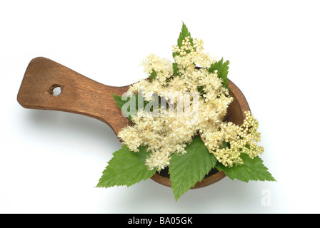 Plantes médicinales Mädesüß Spierstaude Geissbart Meadow Sweet Bridewort Filipendula Filipendula ulmaria Banque D'Images