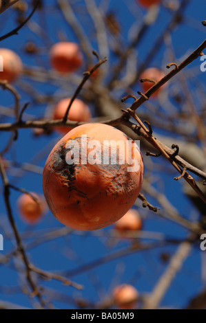 Un arbre fruitier kaki ou sharon sous un ciel bleu Banque D'Images