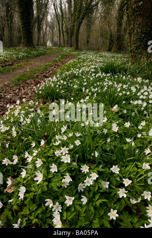 Belle masse de bois Anemone nemorosa Anémone des bois taillis dans au printemps Ashley Wood Nature Reserve Dorset Banque D'Images