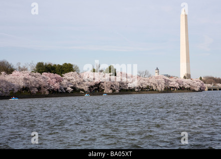 31 mars 2009 Washington D C Les Cerisiers en fleurs le long du bassin de marée juste à côté de la National Mall Banque D'Images