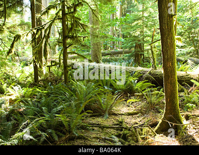 De vieux arbres Cathedral Grove MacMillan Provincial Park de l'île de Vancouver, British Columbia Canada Banque D'Images