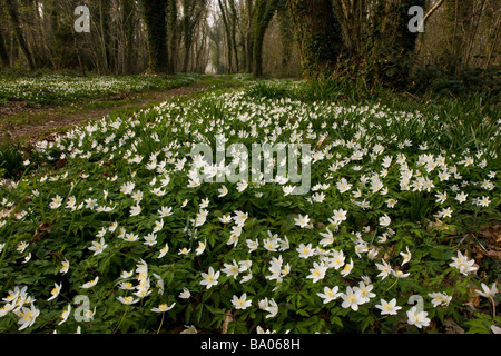 Belle masse de bois Anemone nemorosa Anémone des bois taillis dans au printemps Ashley Wood Nature Reserve Dorset Banque D'Images