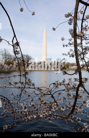 31 mars 2009 Washington D C Les Cerisiers en fleurs le long du bassin de marée juste à côté de la National Mall Banque D'Images