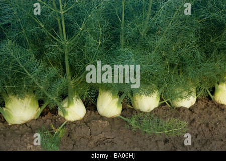 Le fenouil growing in field, avant la récolte. Banque D'Images