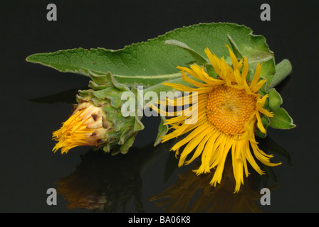 Les fleurs de la plante médicinale Alant Grande Aunée Inula helenium Banque D'Images