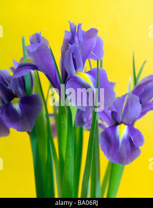 Iris violet sur fond jaune lumineux Banque D'Images