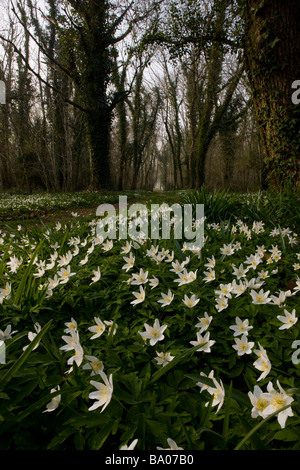 Belle masse de bois Anemone nemorosa Anémone des bois taillis dans au printemps Ashley Wood Nature Reserve Dorset Banque D'Images