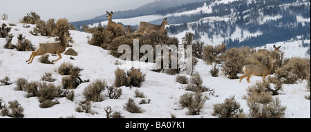 Panorama de l'oeil vigilant des cerfs-mulets sautant dans l'armoise tôt le matin à jardine road gardiner montana en hiver Banque D'Images
