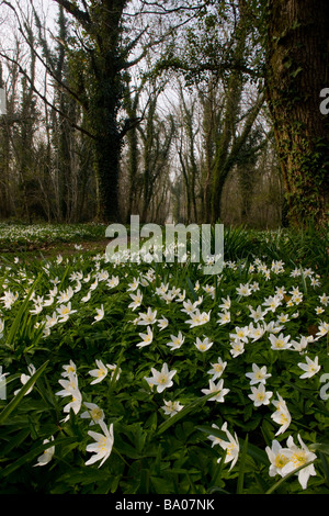 Belle masse de bois Anemone nemorosa Anémone des bois taillis dans au printemps Ashley Wood Nature Reserve Dorset Banque D'Images