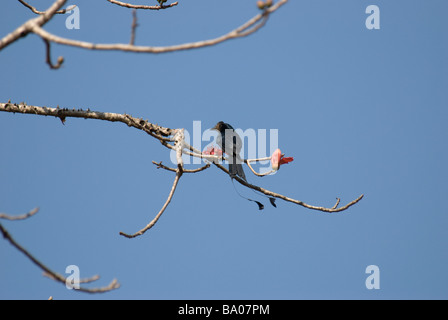 Plus de racket-tailed Drongo Dicrurus paradiseus assis sur une branche parc national de Sanjay Gandhi Mumbai Inde Banque D'Images