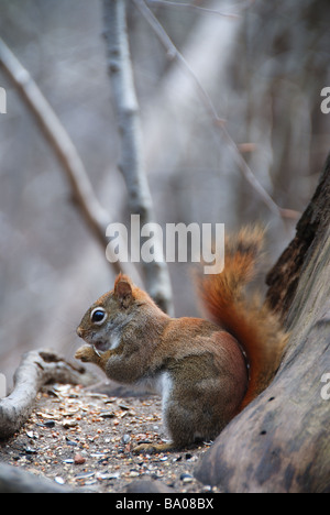 Un écureuil rouge de l'est de manger les graines et les noix dans une forêt canadienne. Banque D'Images