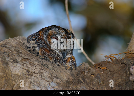 Tête de bois tacheté Owl Strix ocellata sitting in nest Banque D'Images