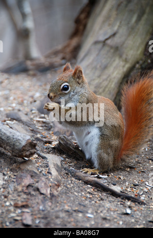 Un écureuil rouge de l'est se nourrir de noix à la base d'une souche d'arbre dans une forêt canadienne. Banque D'Images