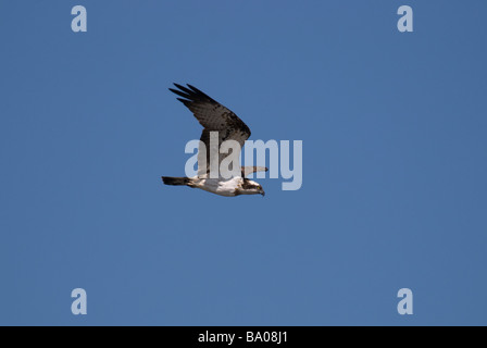 Balbuzard pêcheur Pandion haliaetus en vol Banque D'Images