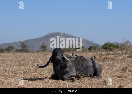 Paysage indien avec Buffalo et deux mynas Acridotheres tristis commun sur son dos Gujarat Inde Banque D'Images