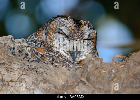 Tête de bois tacheté Owl Strix ocellata sitting in nest Banque D'Images